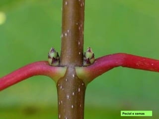 Peciolo e xemas
 