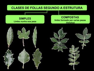 CLASES DE FOLLAS SEGUNDO A ESTRUTURA
SIMPLES
Limbo nunha soa peza
COMPOSTAS
limbo formado por varias pezas
(foliolos)
 