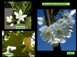 cerdeira
Flores completas (hermafroditas)
tulipeiro
laranxeira
 