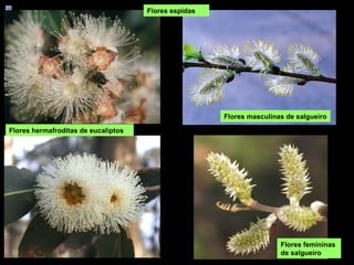 Flores masculinas de salgueiro
Flores espidas
Flores femininas
de salgueiro
Flores hermafroditas de eucaliptos
 