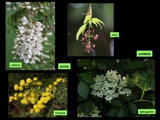 AS FLORES
acios
umbela
mimosa
arce
robinia
sabugueiro
 
