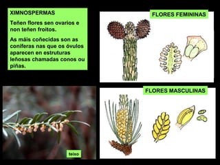 XIMNOSPERMAS
Teñen flores sen ovarios e
non teñen froitos.
As máis coñecidas son as
coníferas nas que os óvulos
aparecen en estruturas
leñosas chamadas conos ou
piñas.
FLORES FEMININAS
FLORES MASCULINAS
teixo
 