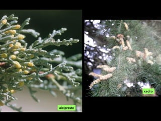 AS FLORES
cedro
alcipreste
 