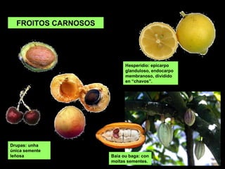 FROITOS CARNOSOS
Drupas: unha
única semente
leñosa Baia ou baga: con
moitas sementes.
Hesperidio: epicarpo
glanduloso, endocarpo
membranoso, dividido
en “chavos”.
 