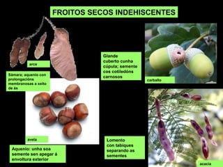 Aquenio: unha soa
semente sen apegar á
envoltura exterior
FROITOS SECOS INDEHISCENTES
Sámara; aquenio
con prolongacións
membranosas a
xeito de ás
Lomento
con tabiques
separando as
sementes
Glande
cuberto cunha
cúpula; semente
cos cotiledóns
carnosos
arce
avelá
acacia
carballo
 
