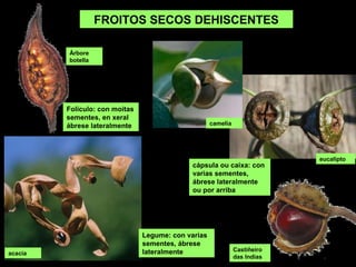 Cápsula ou caixa: con
varias sementes,
ábrese lateralmente
ou por arriba
Folículo: con moitas
sementes, en xeral
ábrese lateralmente
Legume: con varias
sementes, ábrese
lateralmente
FROITOS SECOS DEHISCENTES
árbore
botella
eucalipto
acacia
castiñeiro
das Indias
camelia
 
