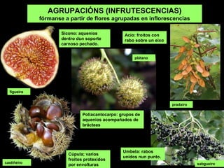 Cúpula; varios
froitos protexidos
por envolturas
AGRUPACIÓNS (INFRUTESCENCIAS)
fórmanse a partir de flores agrupadas en inflorescencias
Poliacantocarpo: grupos de
aquenios acompañados de
brácteas
Sicono: aquenios
dentro dun soporte
carnoso pechado.
Acio: froitos con
rabo sobre un eixo
Umbela: rabos
unidos nun punto.
plátano
pradairo
figueira
castiñeiro sabugueiro
 