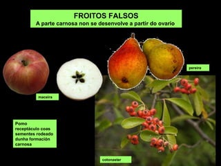 Pomo
receptáculo coas
sementes rodeado
dunha formación
carnosa
FROITOS FALSOS
A parte carnosa non se desenvolve a partir do ovario
cotonaster
maceira
pereira
 