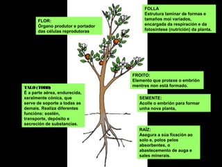 FOLLA
Estrutura laminar de formas e
tamaños moi variados,
encargada da respiración e da
fotosíntese (nutrición) da planta.
TALO (TORO)
É a parte aérea, endurecida,
xeralmente cónica, que
serve de soporte a todas as
demais. Realiza diferentes
funcións: sostén,
transporte, depósito e
secreción de substancias.
RAÍZ:
Asegura a súa fixación ao
solo e, polos pelos
absorbentes, o
abastecemento de auga e
sales minerais.
FLOR:
Órgano produtor e portador
das células reprodutoras
FROITO:
Elemento que protexe o embrión
mentres non está formado.
SEMENTE:
Acolle o embrión para formar
unha nova planta,
 