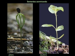 Sementes xerminando
piñeiro claudieira
 
