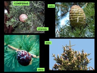 cedro
alerce
abeto
alcipreste
CONÍFERAS
 