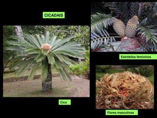 Estróbilos femininos
CICADAIS
Flores masculinas
Cica
 