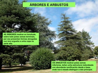 OS ARBUSTOS medran polas xemas
inferiores, teñen unha estructura redondeada
con abundante ramificación desde a base,
onde non é doado distinguir o talo principal.
AS ÁRBORES medran en lonxitude,
sobre todo polas xemas terminais,
por eso presentan formas alongadas
cun toro ergueito e unha copa na
parte alta.
ÁRBORES E ARBUSTOS
 