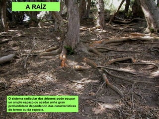 A RAÍZ
O sistema radicular das árbores pode ocupar
un amplo espazo ou acadar unha gran
profundidade dependendo das características
do terreo ou da especie.
 