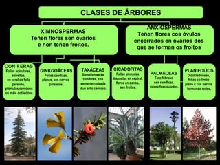 CLASES DE ÁRBORES
XIMNOSPERMAS
Teñen flores sen ovarios
e non teñen froitos.
ANXIOSPERMAS
Teñen flores cos óvulos
encerrados en ovarios dos
que se forman os froitos
CONÍFERAS
Follas aciculares,
estreitas,
en xeral de folla
perenne,
plántulas con dous
ou máis cotiledóns.
GINKGOÁCEAS
Follas caedizas,
planas, cos nervos
paralelos
TAXÁCEAS
Semellantes ás
coníferas, coa
semente rodeada
dun arilo carnoso.
PALMÁCEAS
Toro febroso
sen ramificar,
Raíces
fasciculadas.
PLANIFOLIOS
Dicotiledóneas,
follas co limbo
plano e cos nervos
formando redes.
CICADOFITAS
Follas pinnadas
dispostas
en espiral,
flores en conos,
sen froitos.
 