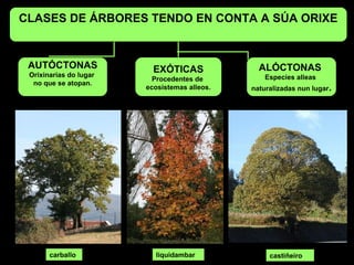 CLASES DE ÁRBORES TENDO EN CONTA A SÚA ORIXE
AUTÓCTONAS
Orixinarias do lugar
no que se atopan.
EXÓTICAS
Procedentes de
ecosistemas alleos.
ALÓCTONAS
Especies alleas
naturalizadas nun lugar.
carballo castiñeiroliquidambar
 