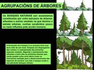 Os BOSQUES NATURAIS son ecosistemas
constituídos por unha estrutura de árbores,
arbustos e outros vexetais na que domina o
estrato arbóreo, cunhas condicións pouco
ou nada influídos pola acción humana.
AGRUPACIÓNS DE ÁRBORES
A formación dun bosque é un proceso lento que
dura máis de cen anos. Empeza coa disgregación
das rochas e o asentamento das primeiras
especies vexetais. Séguelle o asentamento dos
arbustos e entre eles as primeiras árbores que,
cando acadan unha certa altura crean un
microclima axeitado para o desenvolvemento das
especies de sombra; con elas o bosque acada a
súa plenitude (bosque climax).
 