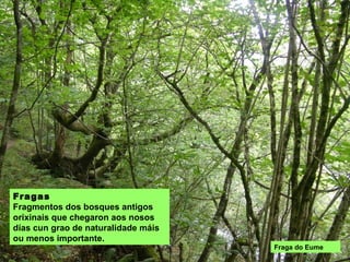 FRAGAS: fragmentos dos bosques
antigos orixinais que chegaron aos
nosos días cun grao de naturalidade
máis ou menos importante. Fraga do Eume
 