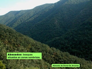ABESEDOS: bosques
situados en zonas sombrizas.
Abesedo de Donís-Os Ancares
 