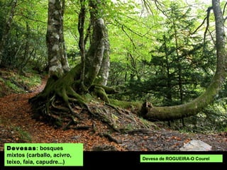 DEVESAS: bosques
mixtos (carballo, acivro,
teixo, faia, capudre...)
Devesa de Rogueira (O Courel)
 