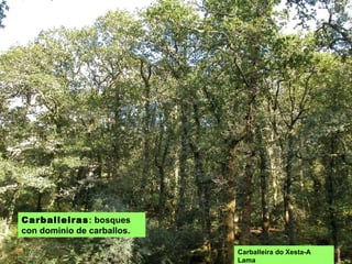 CARBALLEIRAS: bosques
con dominio de carballos.
Carballeira do Xesta-A
Lama
 