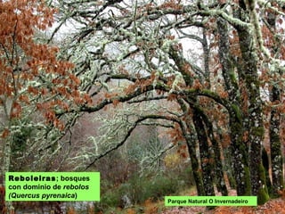 REBOLEIRAS: bosques
con dominio de rebolos
(Quercus pyrenaica)
Parque Natural O Invernadeiro
 