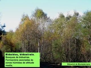 BIDUÍDOS, BIDUEIRAIS:
bosques de bidueiras.
Formacións asociadas ás
zonas húmidas de altitude
media.
Bidueiral de Montederramo
 
