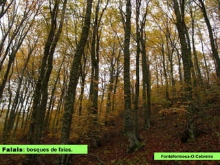 FAIAIS: bosques de faias.
f Fonteformosa-O Cebreiro
 