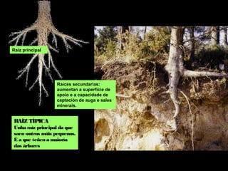 RAÍZ TÍPICA
Unha raíz principal da que
saen outras máis
pequenas. É a que teñen a
maioría das árbores
Raíces secundarias:
aumentan a superficie de
apoio e a capacidade de
captación de auga e sales
minerais.
Raíz principal
 