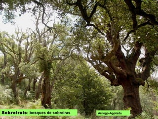 SOBREIRAIS: bosques de sobreiras Arnego-Agolada
 