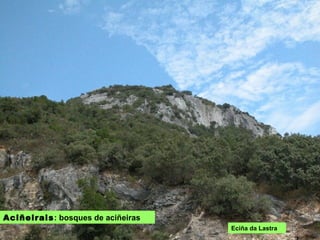 ACIÑEIRAIS: bosques de aciñeiras
Eciña da Lastra
 