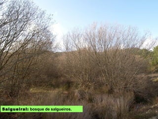 SALGUEIRAL: bosque de salgueiros.
 