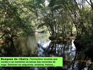 BOSQUES DE RIBEIRA: formacións vexetais que
xorden e se manteñen ás beiras das correntes de
auga. Dominan os salgueiros, amieiras, freixos...
 
