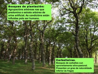 BOSQUES DE PLANTACIÓN:
Agrupacións arbóreas nas que
predomina o estrato arbóreo de orixe
artificial. As condicións están influídas
polo ser humano.
CARBALLEIRAS: plantacións de
carballos cun aproveitamento silvo-
pastoral. Presentan un grao de
naturalidade inferior ás fragas
 