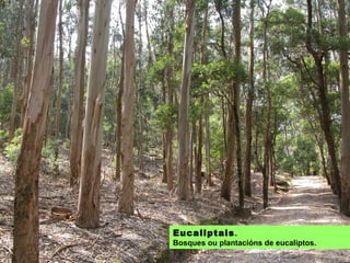 EUCALIPTAIS: plantacións de eucaliptos.
 