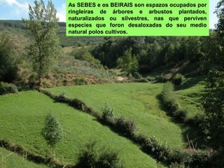 As SEBES e os BEIRAIS son espazos ocupados por
ringleiras de árbores e arbustos plantados,
naturalizados ou silvestres, nas que perviven
especies que foron desaloxadas do seu medio
natural polos cultivos.
 