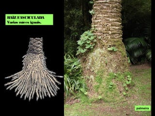 RAÍZ FASCICULADA
Varias raíces iguais.
palmeira
 
