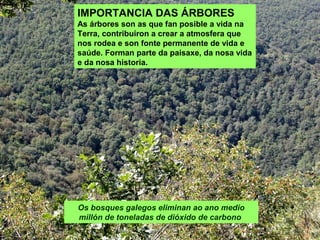 IMPORTANCIA DAS ÁRBORES
As árbores son as que fan posible a vida na
Terra, contribuíron a crear a atmosfera que
nos rodea e son fonte permanente de vida e
saúde. Forman parte da paisaxe, da nosa vida
e da nosa historia.
Os bosques galegos eliminan ao ano medio
millón de toneladas de dióxido de carbono
 