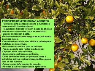 PRINCIPAIS BENEFICIOS DAS ÁRBORES
-Purifican o aire (achegan osíxeno e humidade e
consumen dióxido de carbono).
-Reguladores hídricos (reteñen a auga da chuvia e
controlan as canles dos ríos e as avenidas).
-Crean e enriquecen o solo.
-Protexen o solo da erosión grazas ao entramado
das súas raíces.
-Crean biodiversidade, son hábitat e refuxio para
multitude de seres vivos.
-Actúan de cortaventos para os cultivos.
-Fan de pantalla para ruídos e radiacións.
-Depuran solos contaminados.
-Dan sombra e refrescan o ambiente.
-Deles obtéñense miles de produtos utites e
principios activos, moitos imprescindibles para a
vida do ser humano.
-Proporcionan información do pasado.
-Adornan e fan os espazos máis agradables.
 