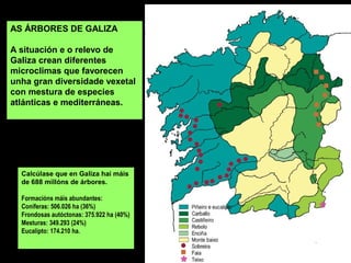 AS ÁRBORES DE GALIZA
A situación e o relevo de
Galiza crean diferentes
microclimas que favorecen
unha gran diversidade vexetal
con mestura de especies
atlánticas e mediterráneas.
Calcúlase que en Galiza hai máis
de 688 millóns de árbores.
Formacións máis abundantes:
Coníferas: 506.026 ha (36%)
Frondosas autóctonas: 375.922 ha (40%)
Mesturas: 349.293 (24%)
Eucalipto: 174.210 ha.
 