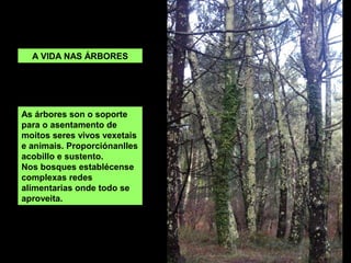 As árbores son o soporte
para o asentamento de
moitos seres vivos vexetais
e animais. Proporciónanlles
acobillo e sustento.
Nos bosques establécense
complexas redes
alimentarias onde todo se
aproveita.
A VIDA NAS
ÁRBORES
 
