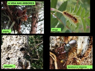 A VIDA NAS ÁRBORES
esquío
eiruga
gabeador bacaloura e vésporas
 