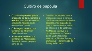 Cultivo de papoula
• O cultivo de papoula para a
produção de ópio, heroína e
morfina, concentra-se no Sul
e Sudeste Asiático, onde
existem dois cartéis:
• O Triângulo do Ouro nos
territórios de Myanmar,
Tailândia e Laos
• Crescente do Ouro nos
territórios do Afeganistão,
Paquistão e uma pequena
parte do Irã.
• O cultivo de papoula para a
produção de ópio e heroína
não ficou restrito aos territórios
asiáticos, mas expandiu-se
para outros territórios, como o
do México e o da Colômbia.
• No México o cultivo e a
produção ficam no Oeste –
Serra Madre Ocidental -
estados de Sinaloa, Durango e
Chihuahua – denominado de
Triângulo Dourado
 