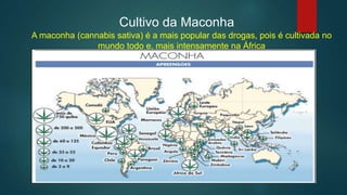 Cultivo da Maconha
A maconha (cannabis sativa) é a mais popular das drogas, pois é cultivada no
mundo todo e, mais intensamente na África
 