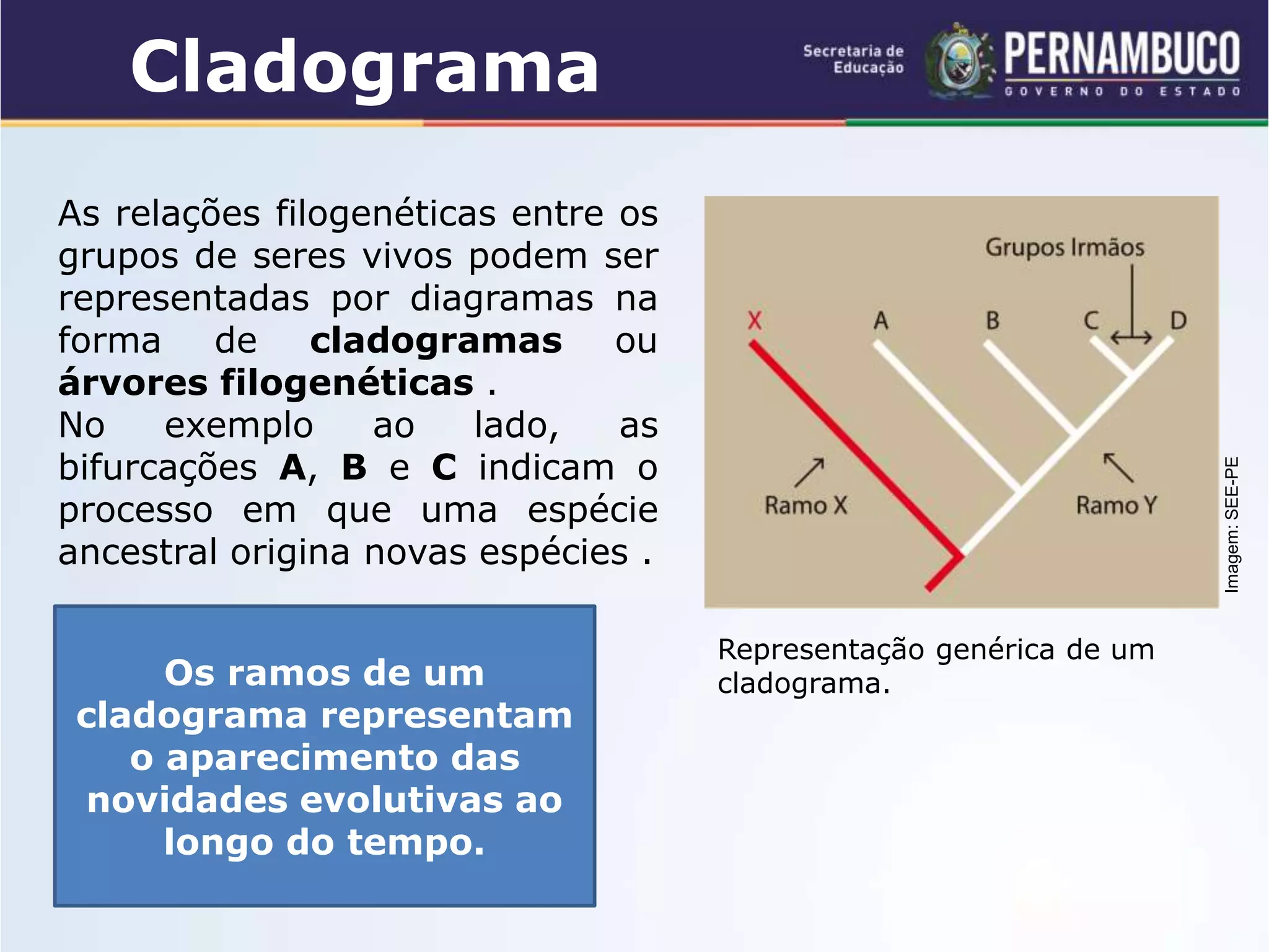 As regras de nomenclatura binomial de Lineu e formas de classificação ...
