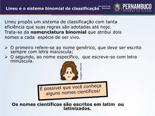 Lineu e o sistema binomial de classificação
Lineu propôs um sistema de classificação com tanta
eficiência que suas regras são adotadas até hoje.
Trata-se da nomenclatura binomial que atribui dois
nomes a cada espécie de ser vivo.
 O primeiro refere-se ao nome genérico, que deve ser escrito
sempre com letra maiúscula;
 O segundo, ao nome específico, que escreve-se com letra
minúscula.
Os nomes científicos são escritos em latim ou
latinizados.
Imagem:
SEE-PE
 