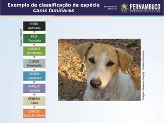 Exemplo de classificação da espécie
Canis familiares
Imagem:
Biswarup
Ganguly
/
Creative
Commons
Imagem:
SEE-PE
 