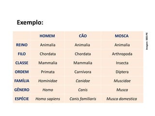 Exemplo:
HOMEM CÃO MOSCA
REINO Animalia Animalia Animalia
FILO Chordata Chordata Arthropoda
CLASSE Mammalia Mammalia Insecta
ORDEM Primata Carnívora Díptera
FAMÍLIA Hominidae Canidae Muscidae
GÊNERO Homo Canis Musca
ESPÉCIE Homo sapiens Canis familiaris Musca domestica
Imagem:
SEE-PE
 