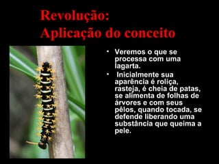 Revolução:
Aplicação do conceito
          • Veremos o que se
            processa com uma
            lagarta.
          • Inicialmente sua
            aparência é roliça,
            rasteja, é cheia de patas,
            se alimenta de folhas de
            árvores e com seus
            pêlos, quando tocada, se
            defende liberando uma
            substância que queima a
            pele.
 