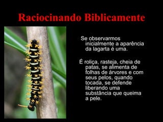 Raciocinando Biblicamente
Se observarmos
inicialmente a aparência
da lagarta é uma.
É roliça, rasteja, cheia de
patas, se alimenta de
folhas de árvores e com
seus pelos, quando
tocada, se defende
liberando uma
substância que queima
a pele.
 